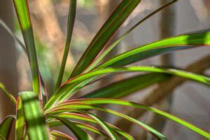 細長葉植物|スタイリッシュなフォルム（細長い葉やトゲ）の一覧（種類）｜ 